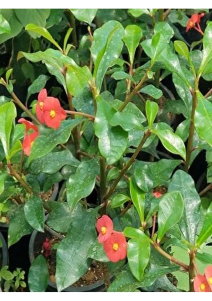 Çok Satan 4'lü Dikenler Tacı Çiçeği(Sarı-Kırmızı-Pembe-Beyaz)10-15 cm Tüplü Çiçekli Euphorbia Milii modelleri