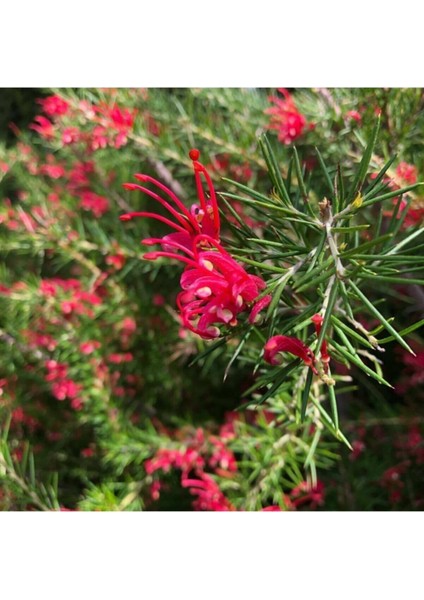 Çok Satan 1 Adet Gravilla Çalısı Çiçeği 30-60 cm Tüplü Çiçekli Bodur Bitki(Leucophyllum Frutescens)