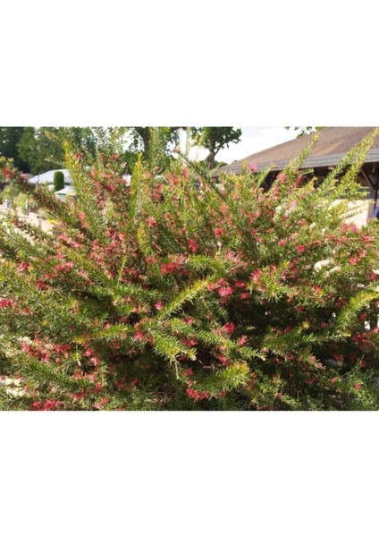 Çok Satan 1 Adet Gravilla Çalısı Çiçeği 30-60 cm Tüplü Çiçekli Bodur Bitki(Leucophyllum Frutescens)