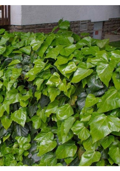 Formlu ve Gelişmiş Hedera Helix – 40-60 cm – Bahçelik Orman Sarmaşığı