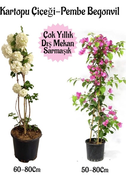 Çok Avantajlı Kartopu Çiçeği 1 Adet Pembe Begonvil 1 Adet Hediyeli Saksılı Bahçe Seti