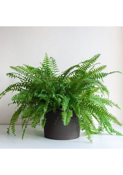 Çok Avantajlı Aşk Merdiveni Fujer Nephrolepis Havayı Temizleyen Bitki fırsatları