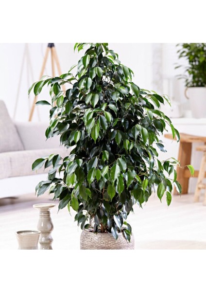 Kampanyalı Benjamin Daniella Bitkisi 80-100CM