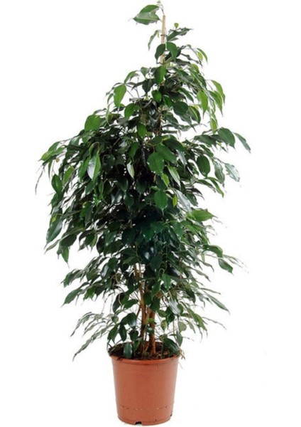 Kampanyalı Benjamin Daniella Bitkisi 80-100CM fiyatları