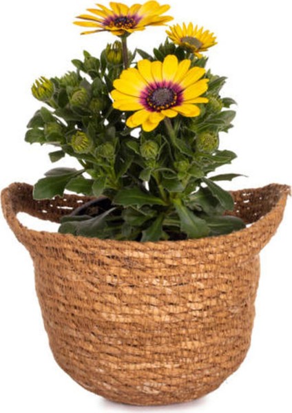 Kampanyalı Sarı Bodrum Papatyası (30 50 Cm)1 Adet Saksılı Çiçekli Bodur Bitki Osteospermum Fruticosum