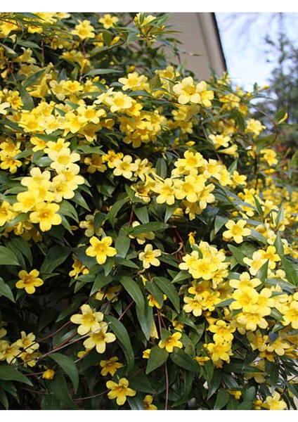 Çok Satan 4 Adet Sarı Yasemin Çiçeği Fidanı 60 cm