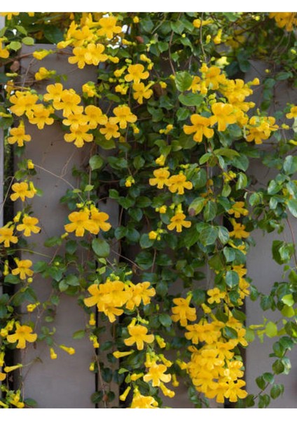 Çok Satan 4 Adet Sarı Yasemin Çiçeği Fidanı 60 cm fiyatları