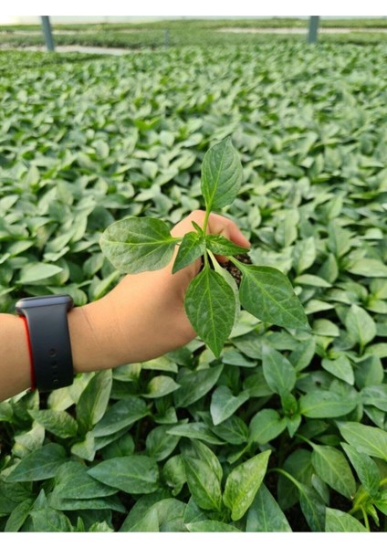 Kampanyalı Biber Fidesi 10 Adet