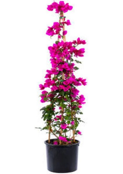 Çok Satan Pembe Renkli Begonvil Çiçeği (25 50 Cm) 1 Adet Saksılı Bahçe Balkon Bitkisi Bougainvillea modelleri
