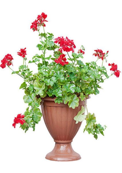 Çok Satan Kırmızı Sakız Sardunya (30 50 Cm)1 Adet Saksılı Çiçekli Bodur Bitki Geranium