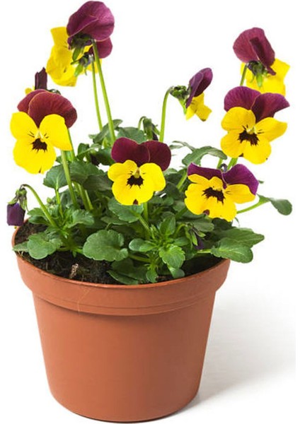 Çok Satan Sarı Kahverengili Hercai (5 15 Cm)30 Adet Çiçekli Bodur Bitki Viola Tricolor
