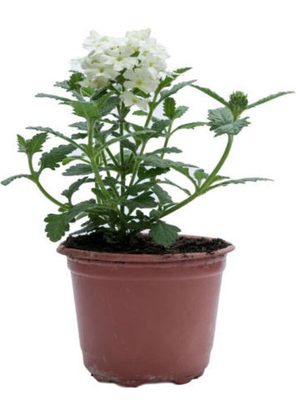 Çok Satan Küstüm Çiçeği 1 Adet ( 8/10CM) +Kırmızı Karanfil Çiçeği 10-15CM+BEYAZ Mine ÇIÇEĞI(10-15CM) fırsatları