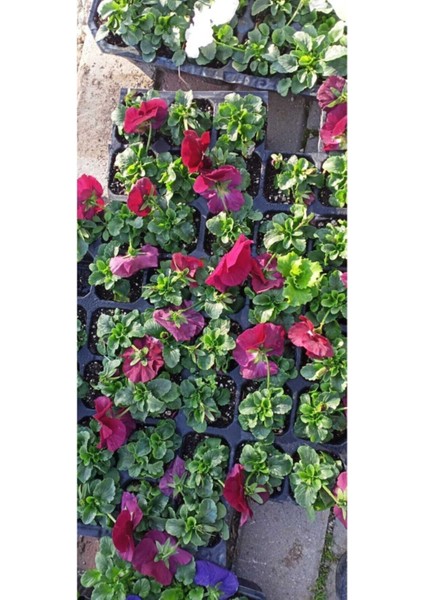 Çok Satan 25'li (5'er Adet) Hercai Menekşe Çiçeği 5-10 cm Tüplü Çiçekli Bodur Bitkiler (Saintpaulia) fiyatları