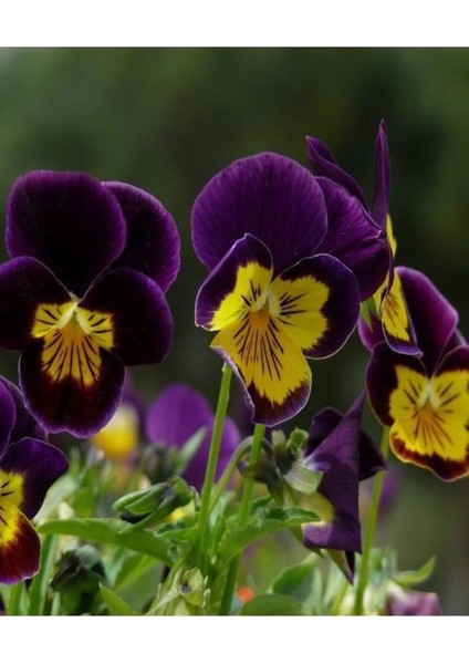 Çok Satan 25'li (5'er Adet) Hercai Menekşe Çiçeği 5-10 cm Tüplü Çiçekli Bodur Bitkiler (Saintpaulia)