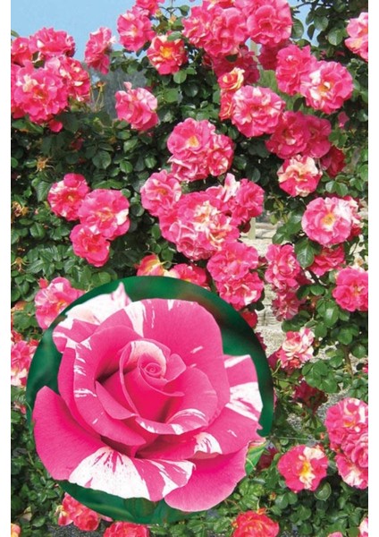 Sihirbaz Pembe Sarmaşık Gül Fidanı Fidesi Tüplü Saksılı 15-30CM