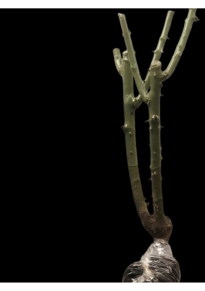 Sihirbaz Pembe Sarmaşık Gül Fidanı Fidesi Tüplü Saksılı 15-30CM fiyatları