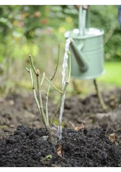 Sihirbaz Pembe Sarmaşık Gül Fidanı Fidesi Tüplü Saksılı 15-30CM modelleri