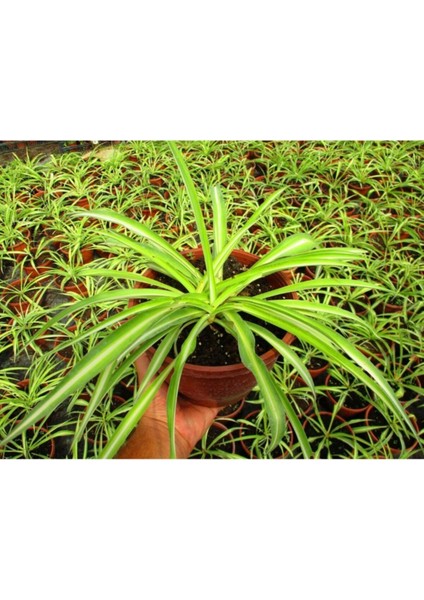 Kurdele Çiçeği 3 Adet - Bonsai Saksısında Ofis Salon Bitkisikurd fırsatları