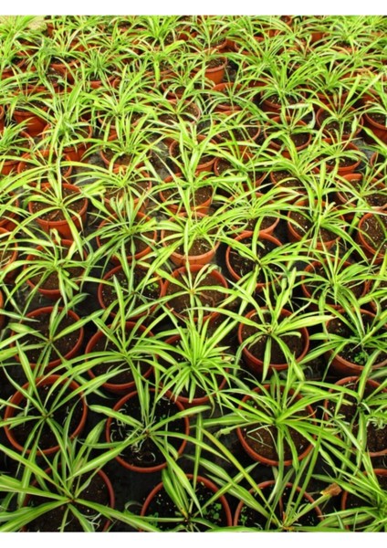 Kurdele Çiçeği 3 Adet - Bonsai Saksısında Ofis Salon Bitkisikurd indirimleri