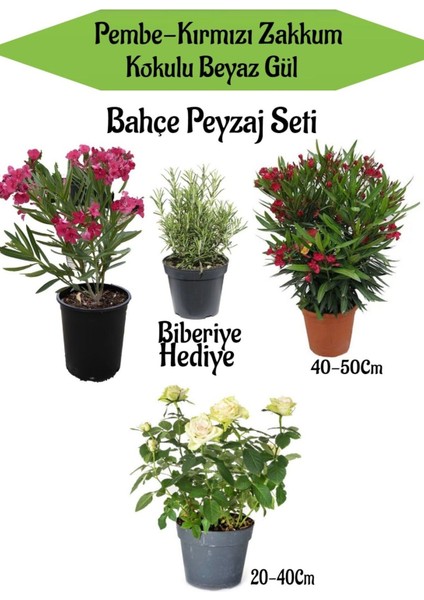 Favori Ürün Bahçe Seti 1 Adet Kırmızı 1 Adet Pembe Zakkum+ 1 Adet Beyaz Gül + Hediye Biberiye