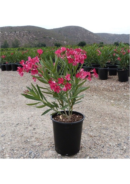 Favori Ürün Bahçe Seti 1 Adet Kırmızı 1 Adet Pembe Zakkum+ 1 Adet Beyaz Gül + Hediye Biberiye fiyatları