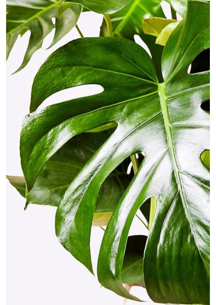 Monstera Deliciosa - Deve Tabanı - Ev Ofis Salon Iç Mekan Bitkisi - 60 cm fiyatları