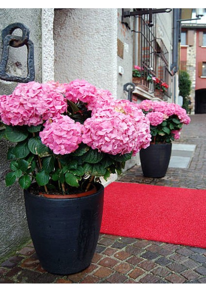 Çok Satan Pembe Ortanca (30 50 Cm)1 Adet Tüplü Çiçekli Bahçe Balkon Bitkisi Hydrangea Macrophylla