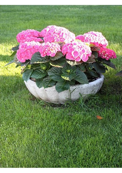 Çok Satan Pembe Ortanca (30 50 Cm)1 Adet Tüplü Çiçekli Bahçe Balkon Bitkisi Hydrangea Macrophylla