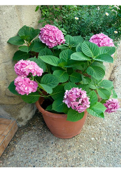 Çok Satan Pembe Ortanca (30 50 Cm)1 Adet Tüplü Çiçekli Bahçe Balkon Bitkisi Hydrangea Macrophylla