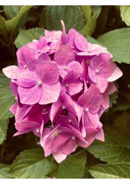 Çok Satan Pembe Ortanca (30 50 Cm)1 Adet Tüplü Çiçekli Bahçe Balkon Bitkisi Hydrangea Macrophylla