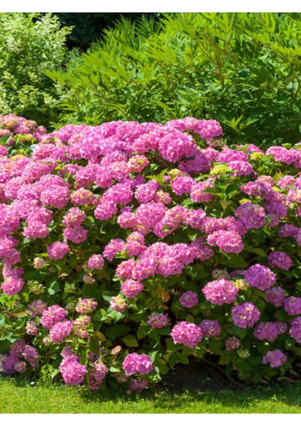 Çok Satan Pembe Ortanca (30 50 Cm)1 Adet Tüplü Çiçekli Bahçe Balkon Bitkisi Hydrangea Macrophylla