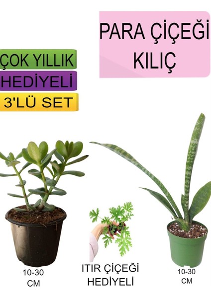 Çok Satan 3'lü Set Para Çiçeği+ Kılıç Çiçeği+Hediyelik Itır Çiçeği