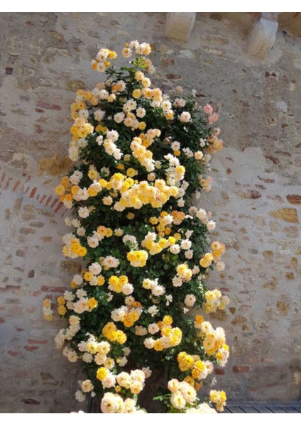 Avantajlı Sarı Sarmaşık Gül Fidanı Kokulu (90 140 Cm)1 Adet Tüplü Aşılı Gül Yellow Rose