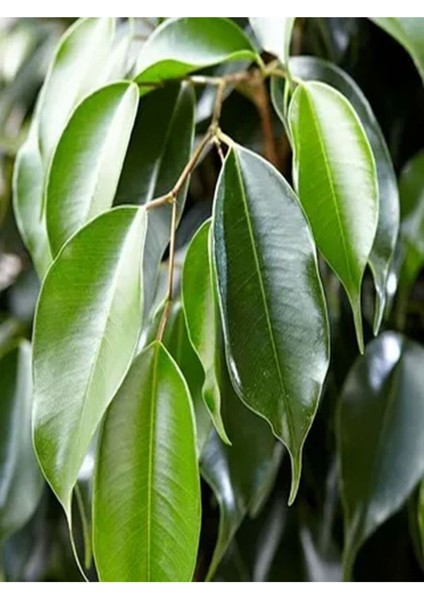 Çok Satan 1 Adet Benjamin Çiçeği Fidanı 55-60 cm Saksılı Çiçekli Bodur Bitkiler Ficus Benjamina