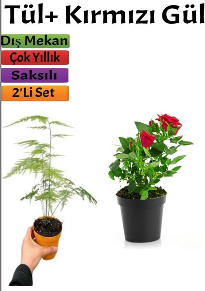 Çok Avantajlı Kuş Konmaz + Kırmızı Gül Fidanı Saksılı (15-25 Cm) Dış Mekan Bitkileri