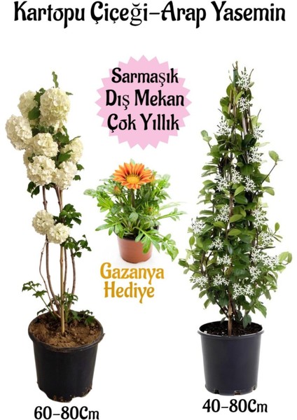 Çok Avantajlı Kartopu Çiçeği +Arap Yasemini +Sarı Gazanya Hediye Bahçe Seti