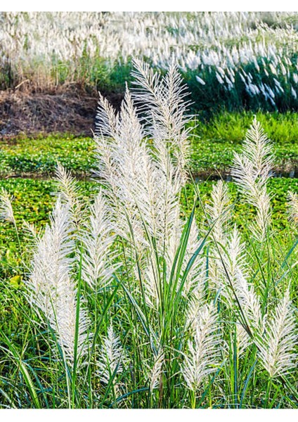 Çok Satan Beyaz Pampas Saz Çiçeği (60 80 Cm)1 Adet Saksılı Dış Mekan Bitkisi Cortaderia Selloana fiyatları