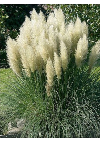 Çok Satan Beyaz Pampas Saz Çiçeği (60 80 Cm)1 Adet Saksılı Dış Mekan Bitkisi Cortaderia Selloana modelleri