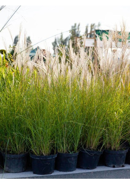 Çok Satan Beyaz Pampas Saz Çiçeği (60 80 Cm)1 Adet Saksılı Dış Mekan Bitkisi Cortaderia Selloana fırsatları