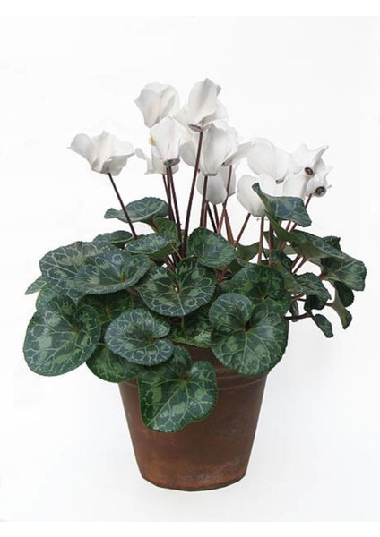 Çok Satan Beyaz Çiçekli Sıklamen (20 40 Cm)1 Adet Saksılı Çiçekli Bodur Bitki Cyclamen