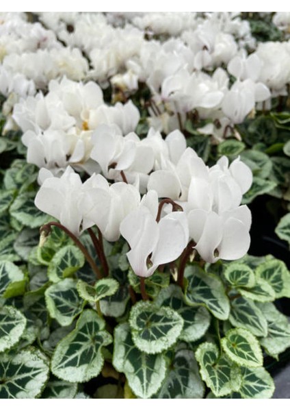 Çok Satan Beyaz Çiçekli Sıklamen (20 40 Cm)1 Adet Saksılı Çiçekli Bodur Bitki Cyclamen fırsatları