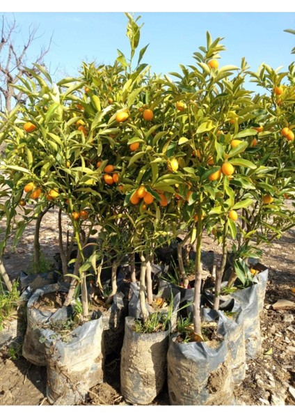 Avantajlı Tüplü Kamkat Fidanı