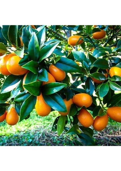 Avantajlı Tüplü Kamkat Fidanı fiyatları