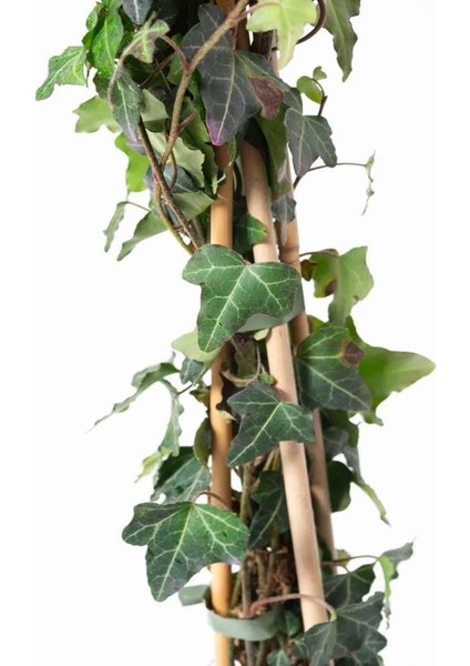 Hedera Helix – Yeşil Orman Sarmaşığı – 40-60 cm Gölgeye Uyumlu Bitki fiyatları