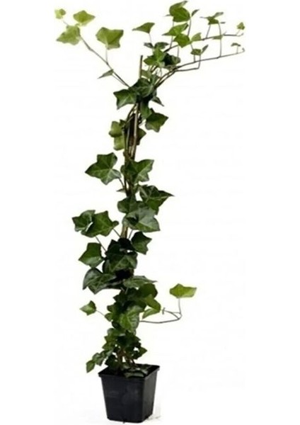 Hedera Helix – Yeşil Orman Sarmaşığı – 40-60 cm Gölgeye Uyumlu Bitki modelleri