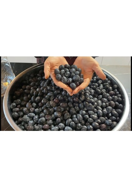 Sihayzeytin(Attün) modelleri