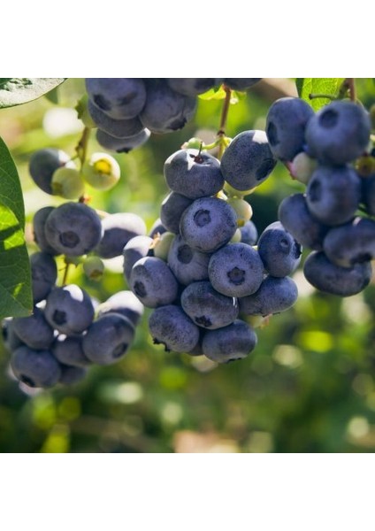 4 Yaş Darrow Çeşiti Yaban Mersini Fidanı
