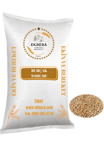 Burçak (Müdürmük) Tohumu 1 kg | Ekimlik – Yemlik – Diyet Dostu – Çok Amaçlı