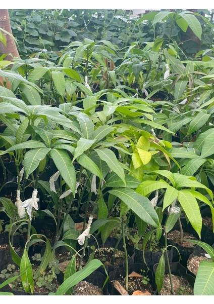 Tüplü Aşılı Tropikal Mango Fidanı