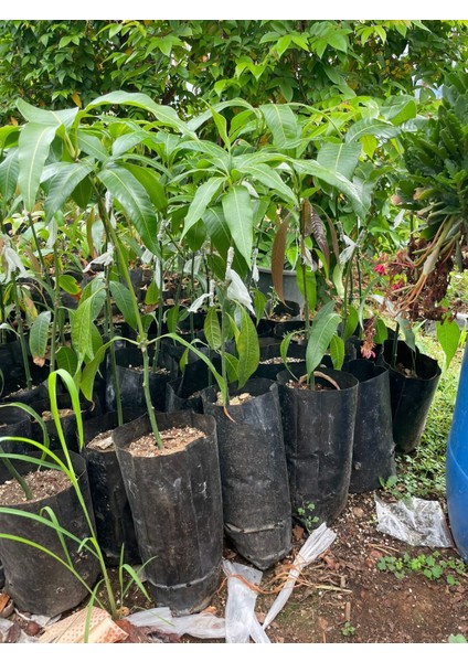 Tüplü Türkiye'de Yetişebilen (Aşılı) Mango Fidanı modelleri